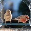 BirdClose Chalet window bird feeder outdoor 3